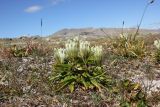 Gentiana algida