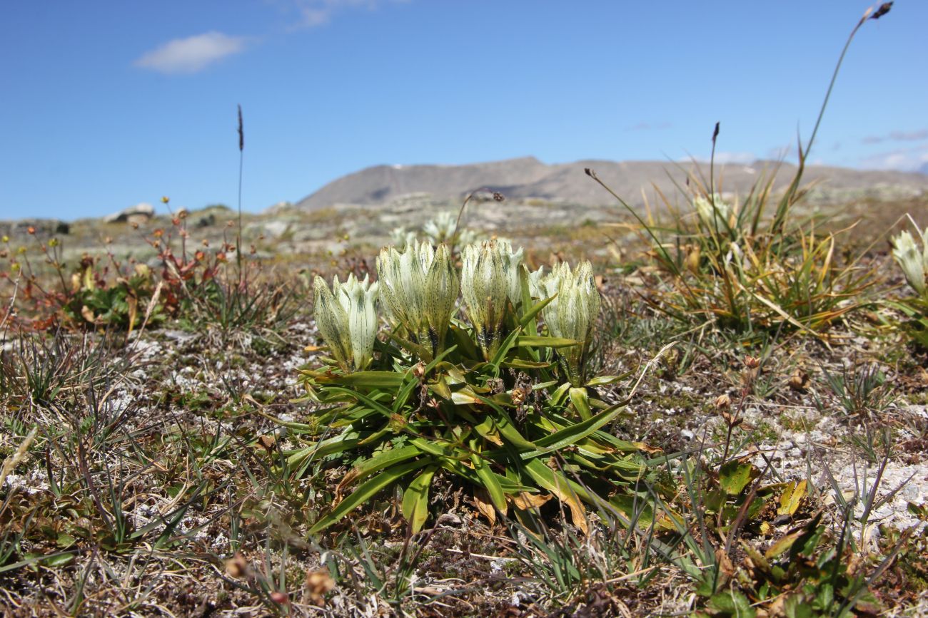 Изображение особи Gentiana algida.