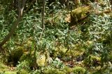 genus Epilobium