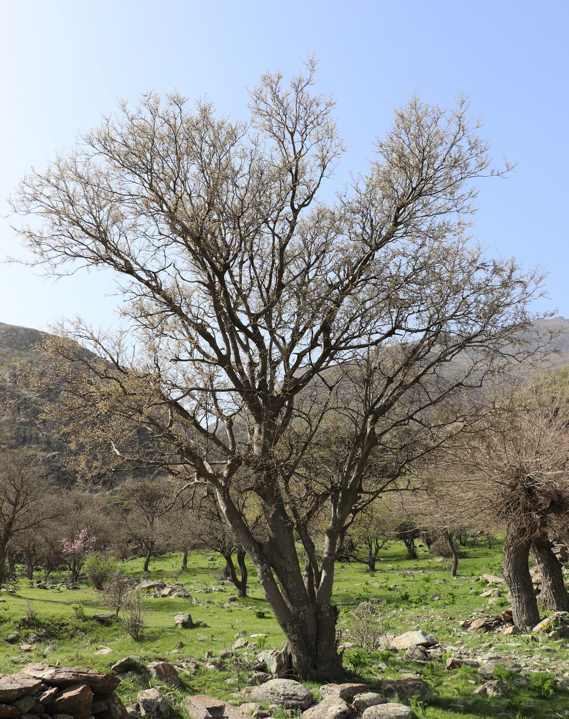 Image of Celtis caucasica specimen.