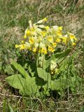 Primula veris. Цветущее растение. Псковская обл., Невельский р-н, окраина дер. Шеляково близ городища, суходольный луг у берега оз. Езерище. 09.05.2022.