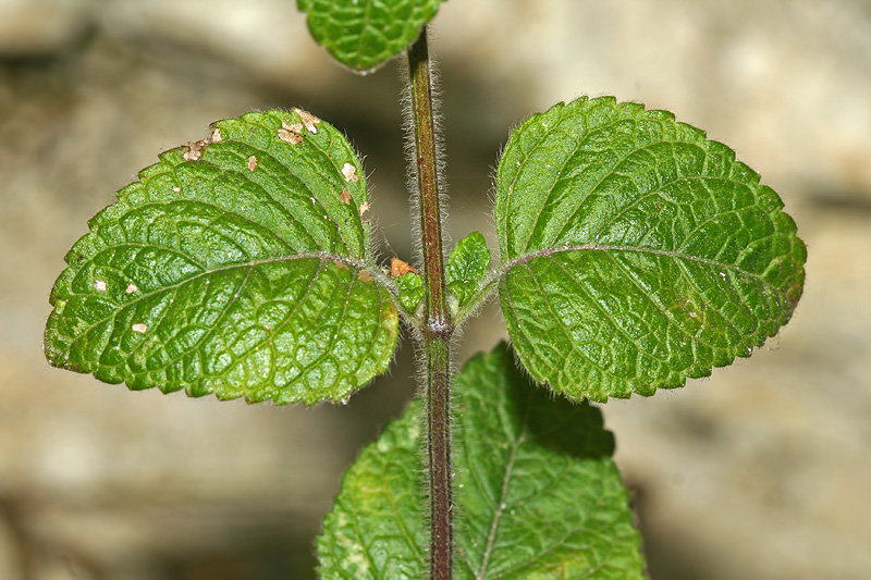 Image of Clinopodium menthifolium specimen.