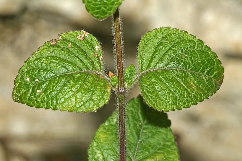 Изображение особи Clinopodium menthifolium.