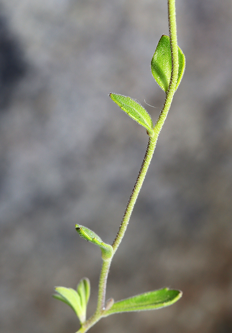 Изображение особи Draba cardaminiflora.