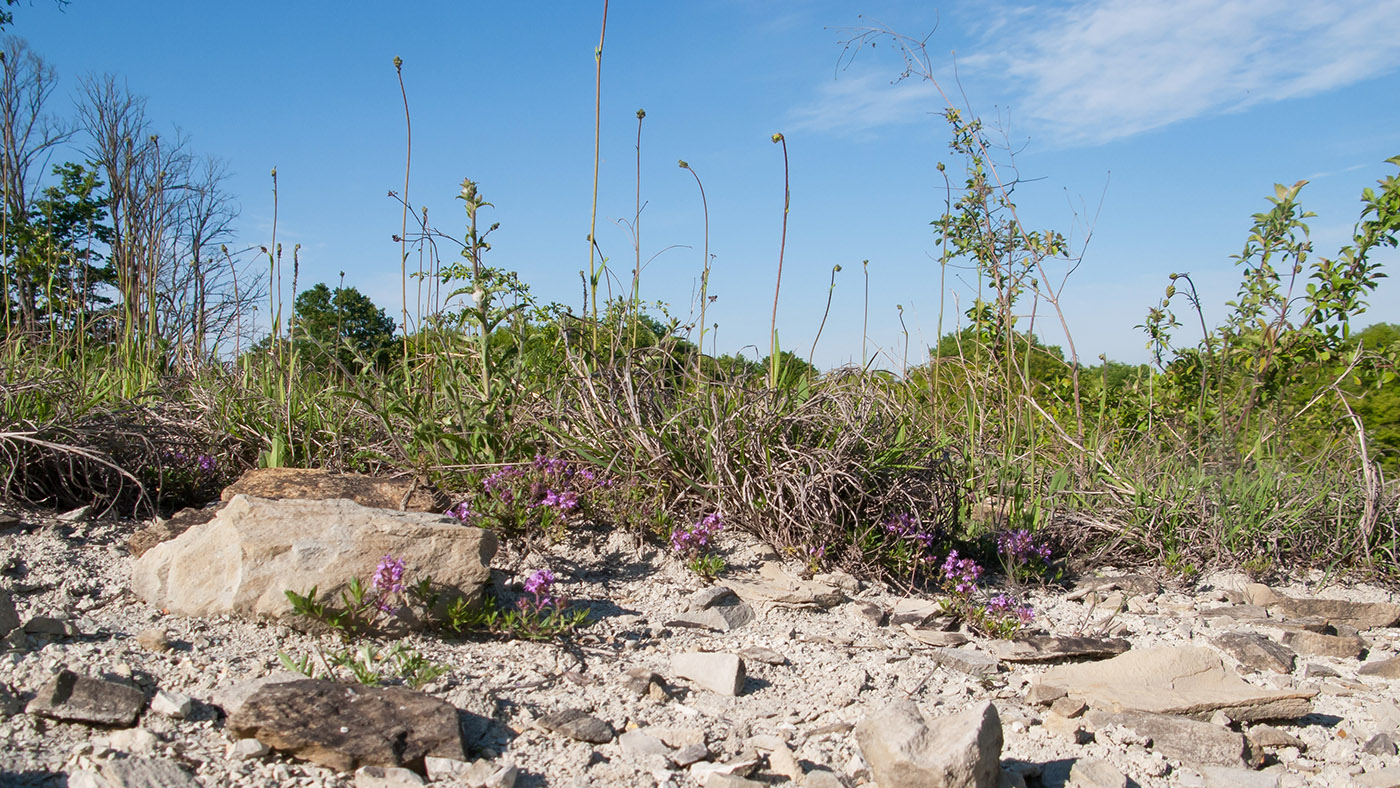 Изображение особи Thymus sessilifolius.