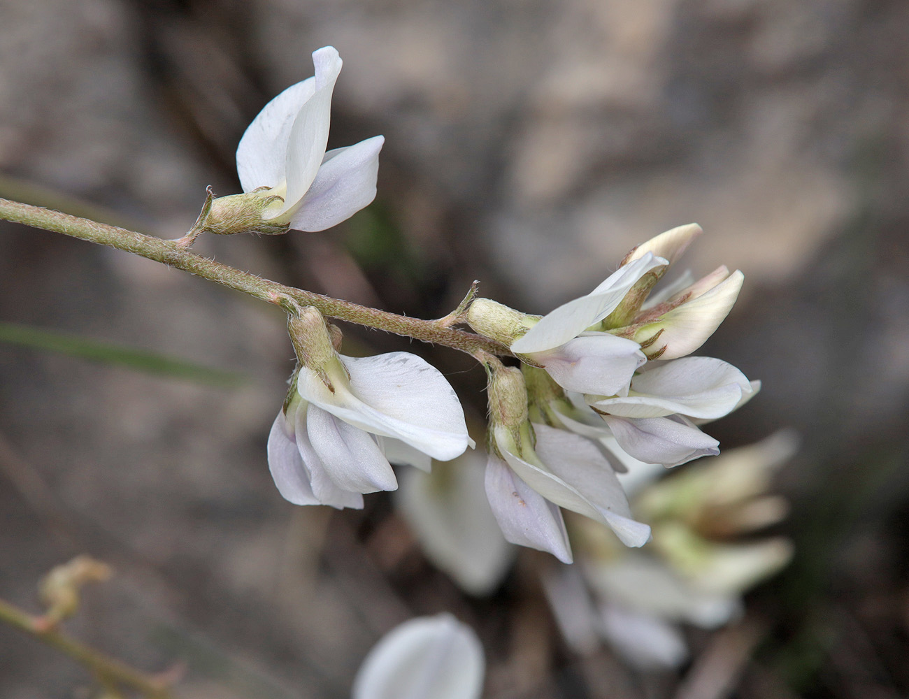 Image of Oxytropis dasypoda specimen.