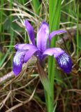 Iris ruthenica