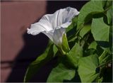 Calystegia sepium