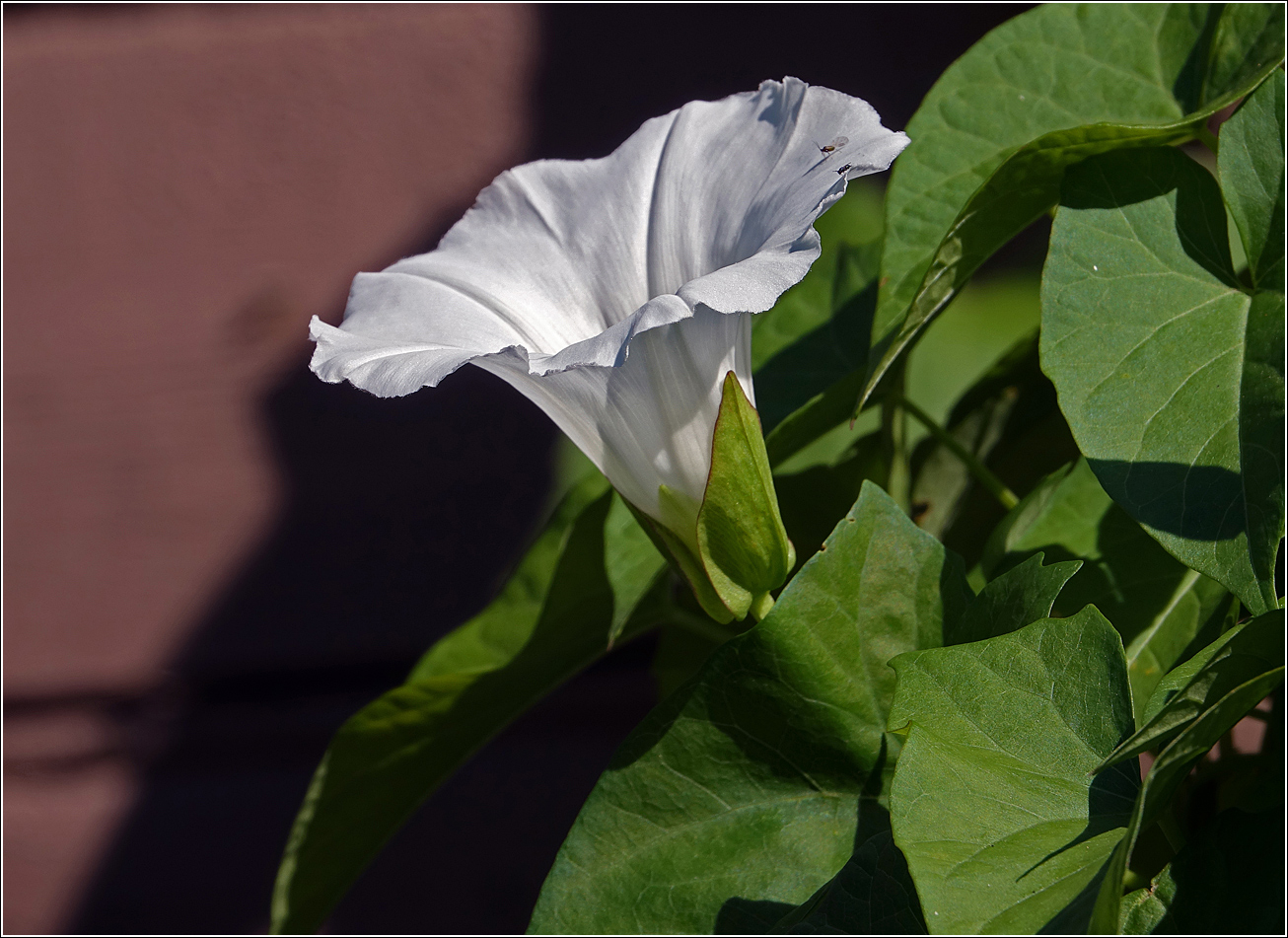 Изображение особи Calystegia sepium.