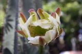 семейство Cactaceae. Цветок. Намибия, обл. Кунене, округ Sesfontein, кемпинг Онгонго. 10.01.2010.