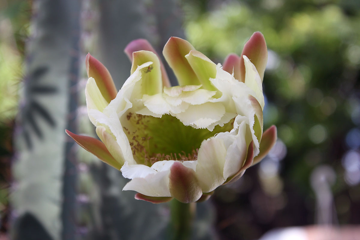 Image of familia Cactaceae specimen.