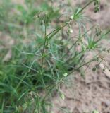 Spergula arvensis