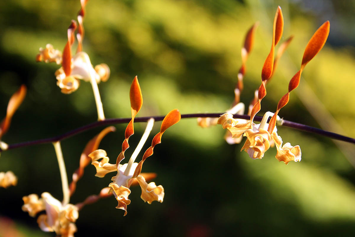 Изображение особи семейство Orchidaceae.