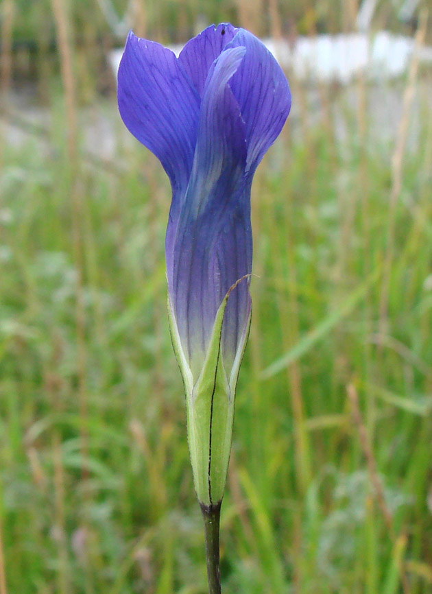 Изображение особи Gentianopsis barbata.