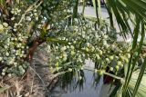 Trachycarpus fortunei. Соплодие с незрелыми плодами. Крым, Южный Берег, г. Алушта, в культуре. 24.07.2021.