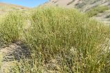 Ephedra przewalskii