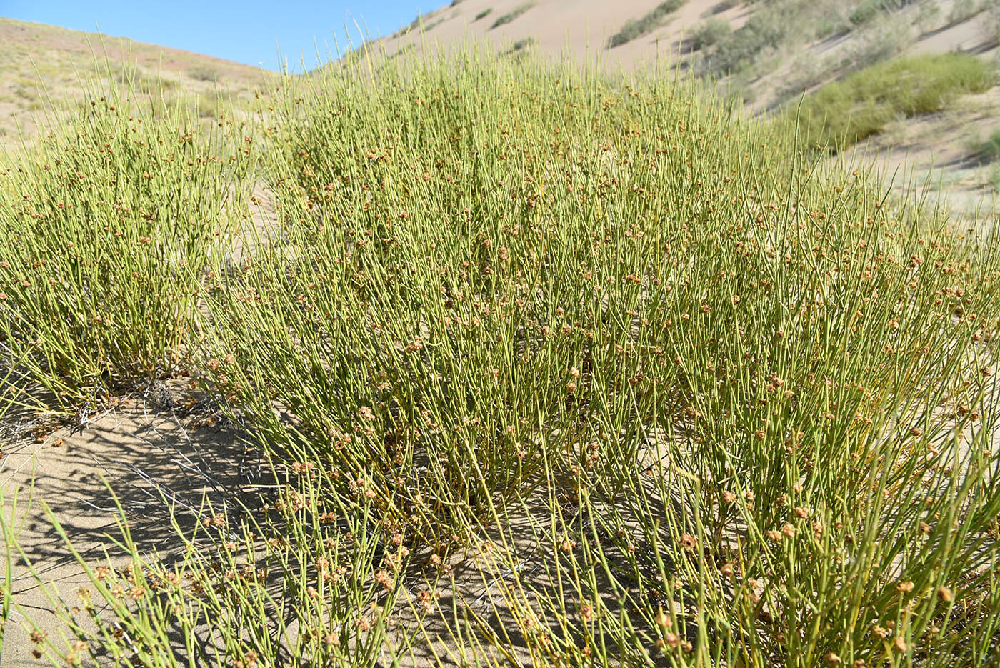 Изображение особи Ephedra przewalskii.