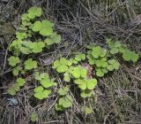 Oxalis acetosella