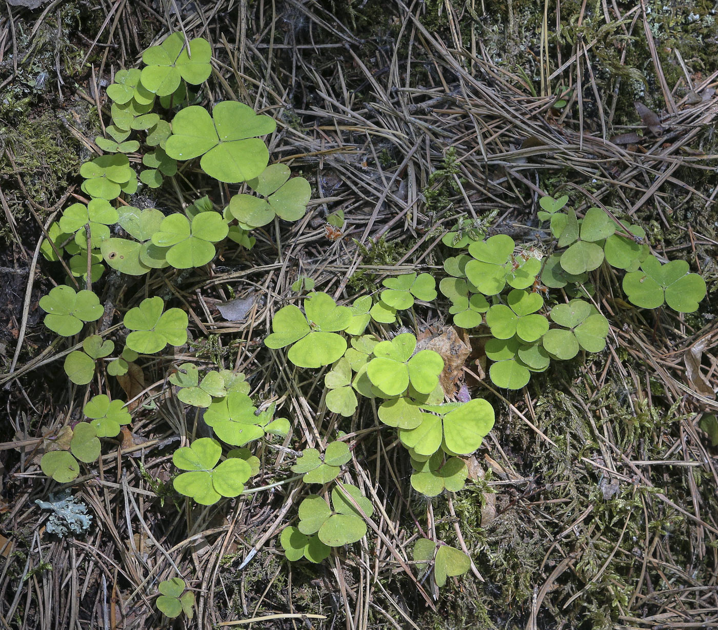 Изображение особи Oxalis acetosella.