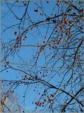 Malus domestica subspecies cerasifera. Ветвь с зимующими плодами. Чувашия, г. Шумерля, городской парк. 3 декабря 2010 г.