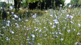 Cichorium intybus. Верхушки цветущих растений. Франция, регион Гранд-Эст, департамент Нижний Рейн, г. Страсбург, парк \"Эрис\" (Parc du Heyritz).
