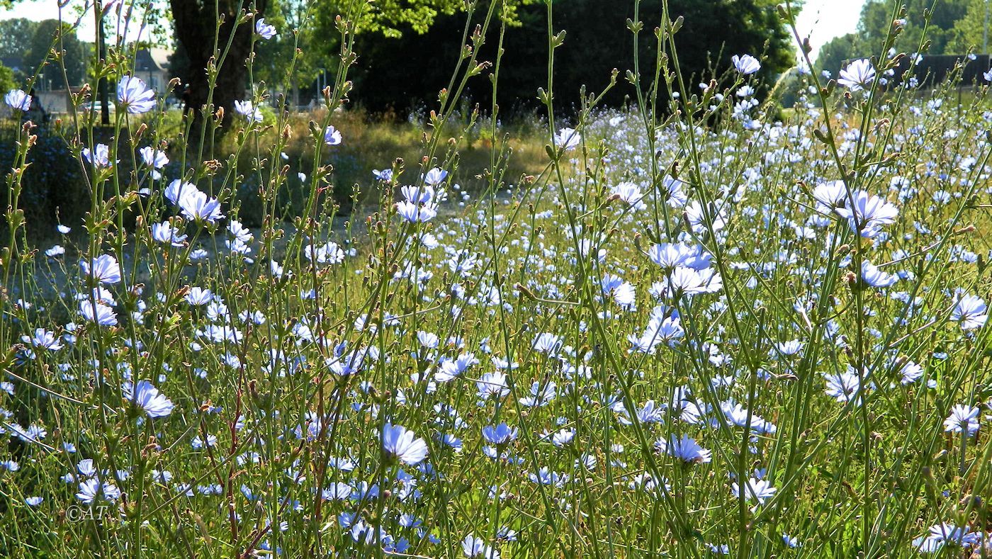 Image of Cichorium intybus specimen.