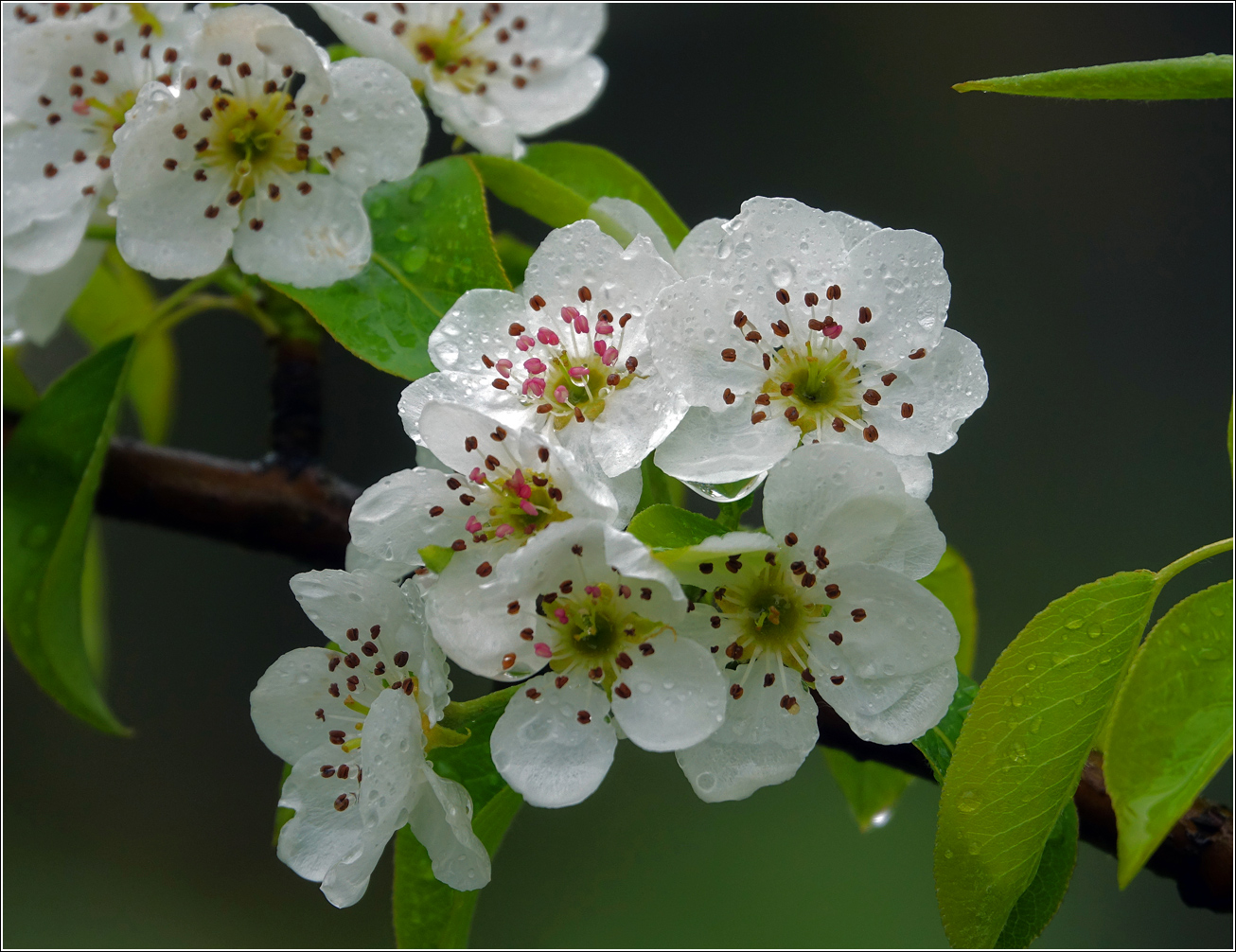 Image of Pyrus communis specimen.