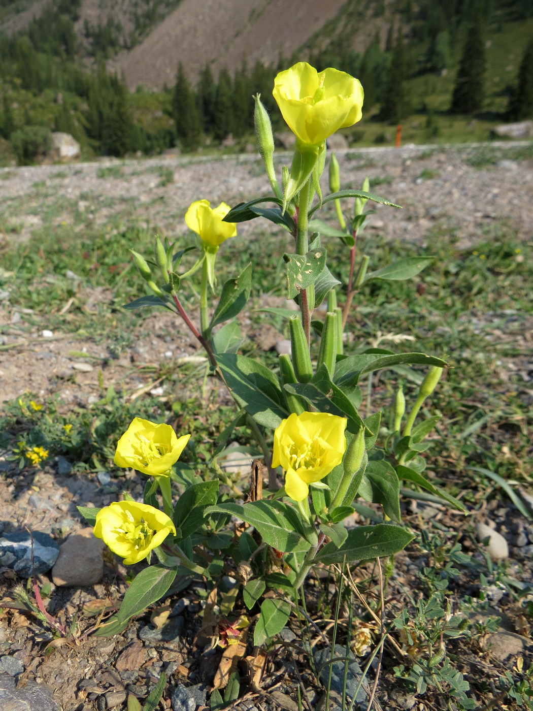 Изображение особи Oenothera villosa.