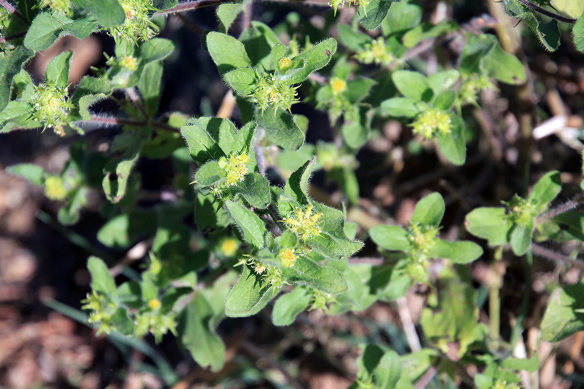 Изображение особи Acanthospermum hispidum.