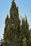 Cupressus sempervirens. Крона взрослого дерева. Марокко, обл. Танжер - Тетуан - Эль-Хосейма, окр. г. Ваззан, в культуре. 05.01.2023.