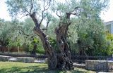 Olea europaea. Старое дерево. Черногория, Бар, в культуре. 09.07.2011.