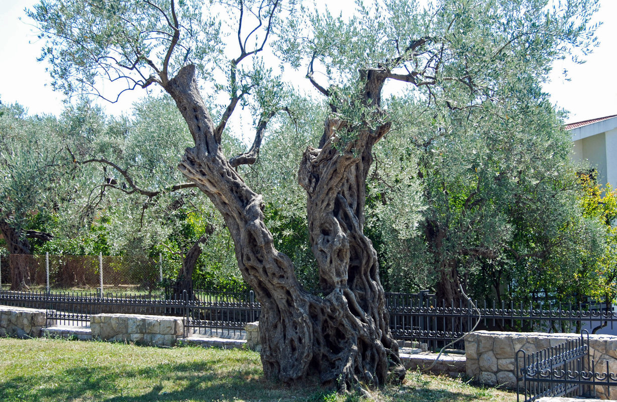 Image of Olea europaea specimen.