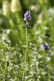 Nepeta alatavica