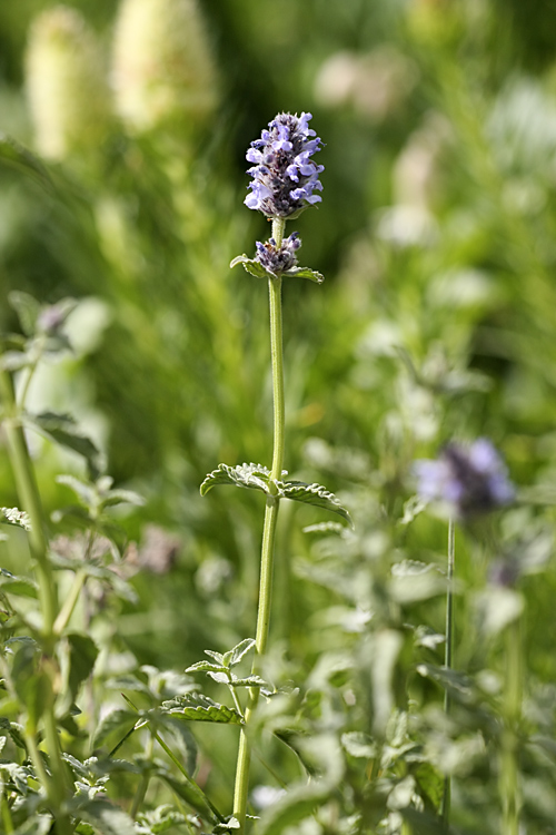 Image of Nepeta alatavica specimen.