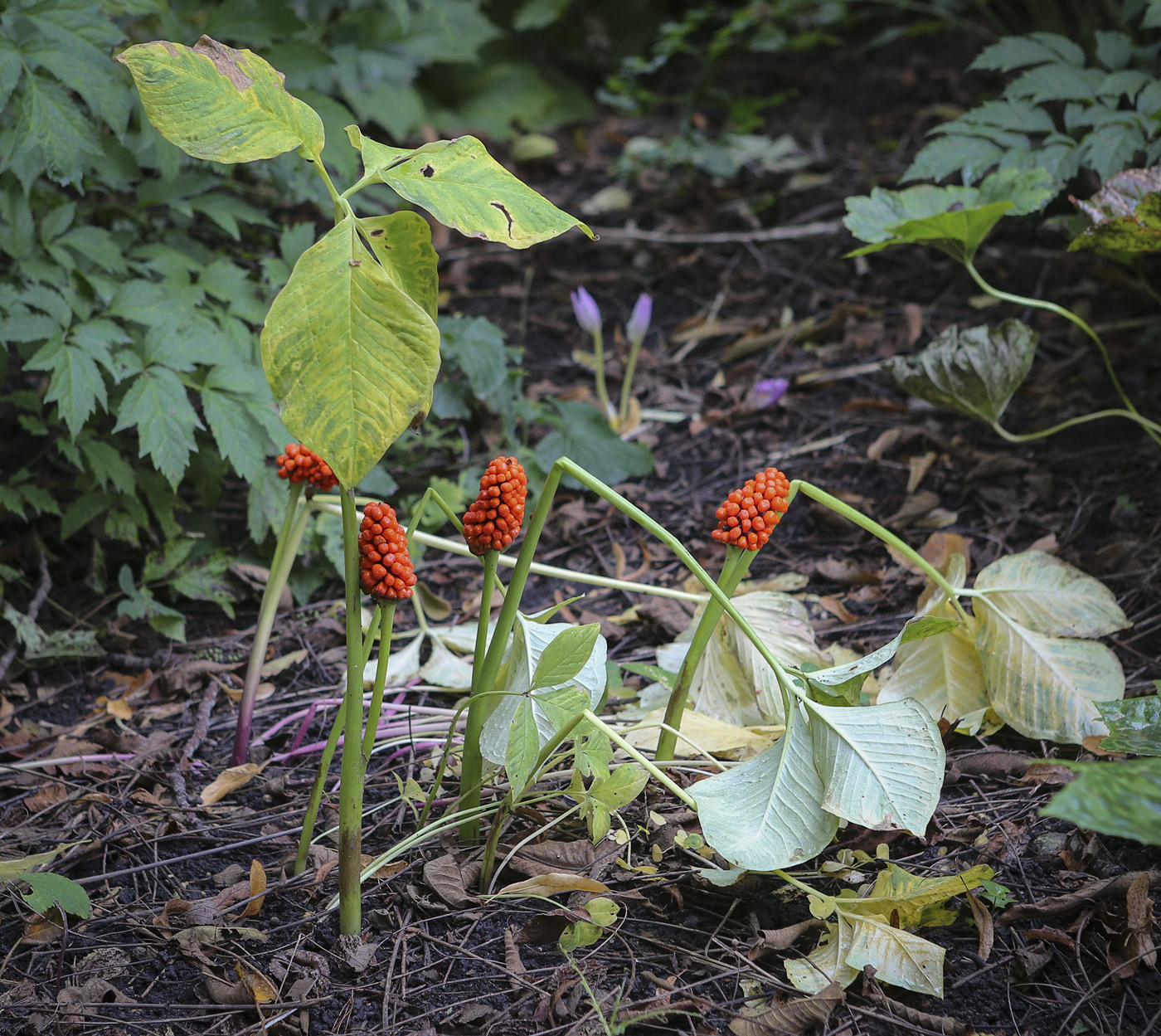 Image of Arisaema robustum specimen.