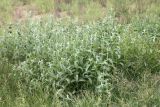 Mentha asiatica