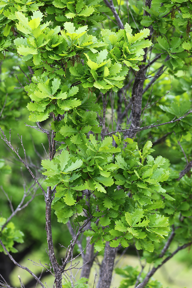Изображение особи Quercus wutaishanica.