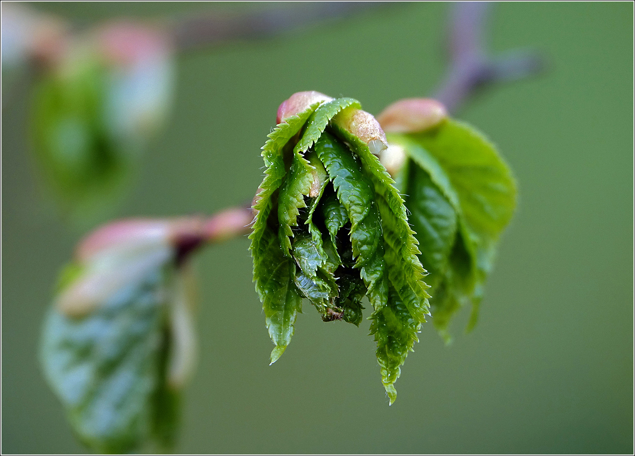 Image of Tilia cordata specimen.