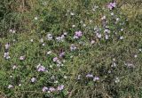 Ipomoea carnea