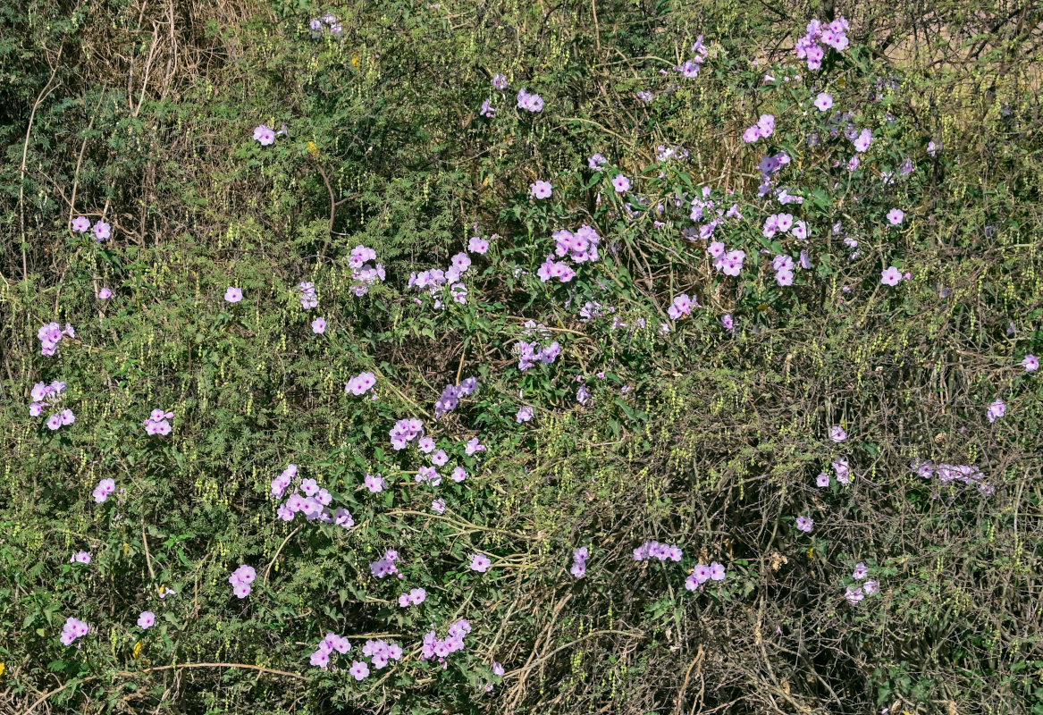 Изображение особи Ipomoea carnea.