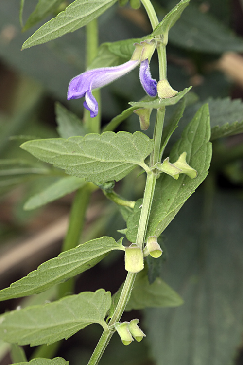 Изображение особи Scutellaria galericulata.