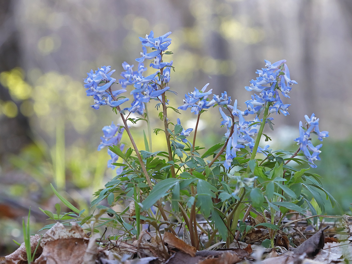 Image of Corydalis ambigua specimen.