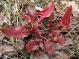 Rumex acetosa