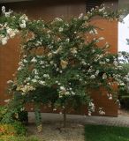 Lagerstroemia indica. Цветущее дерево у павильона \"Флора\". Болгария, г. Бургас, Приморский парк, в культуре. 16.09.2021.