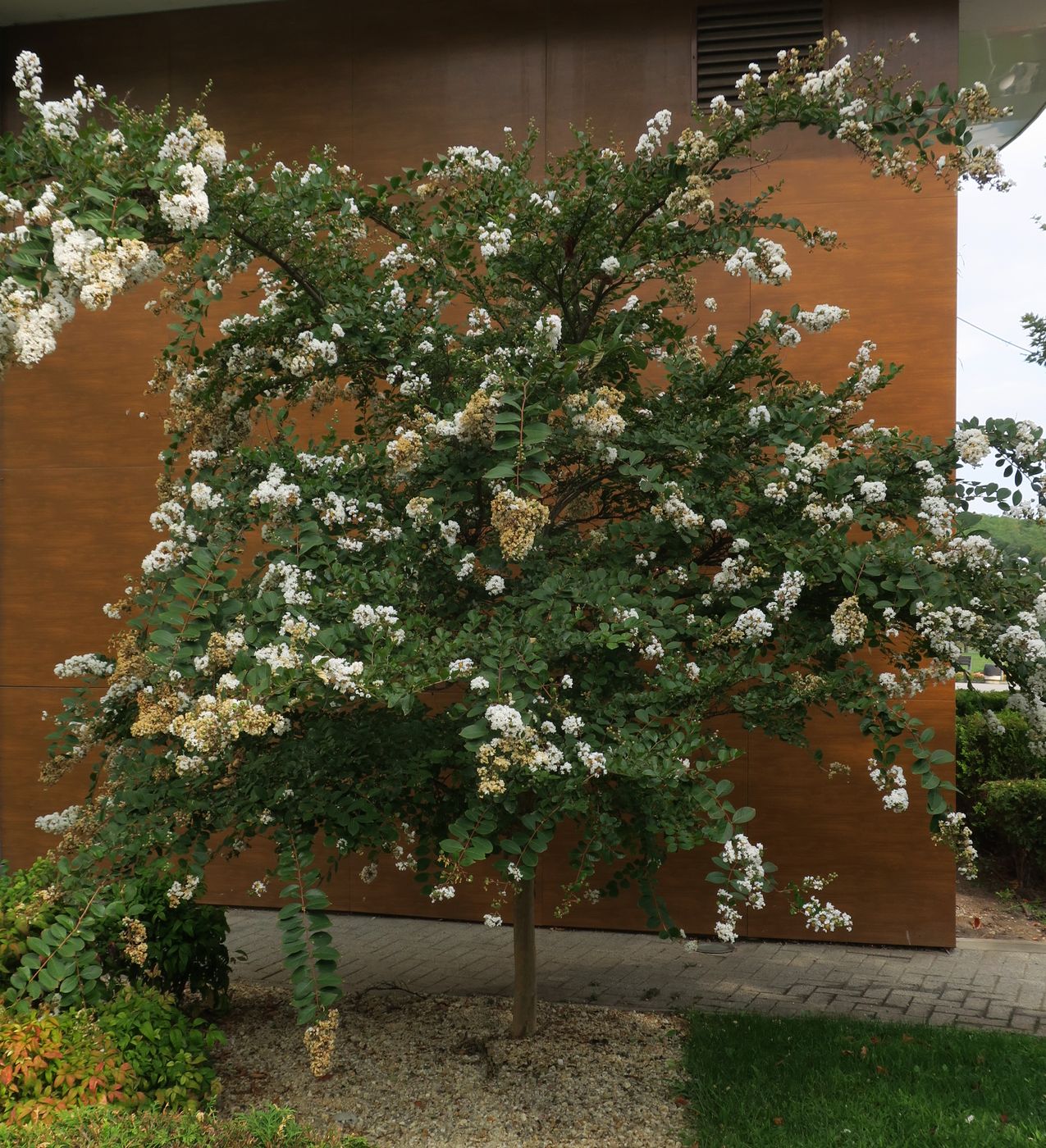 Изображение особи Lagerstroemia indica.