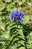 Gentiana septemfida