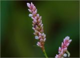 Persicaria lapathifolia. Соцветие с питающимся муравьем. Московская обл., Раменский р-н, окр. дер. Хрипань, садовый участок. 01.08.2023.