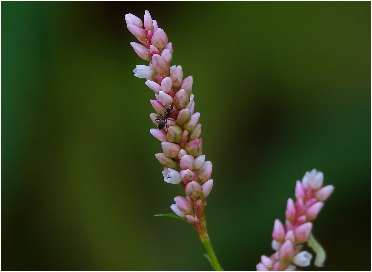 Image of Persicaria lapathifolia specimen.