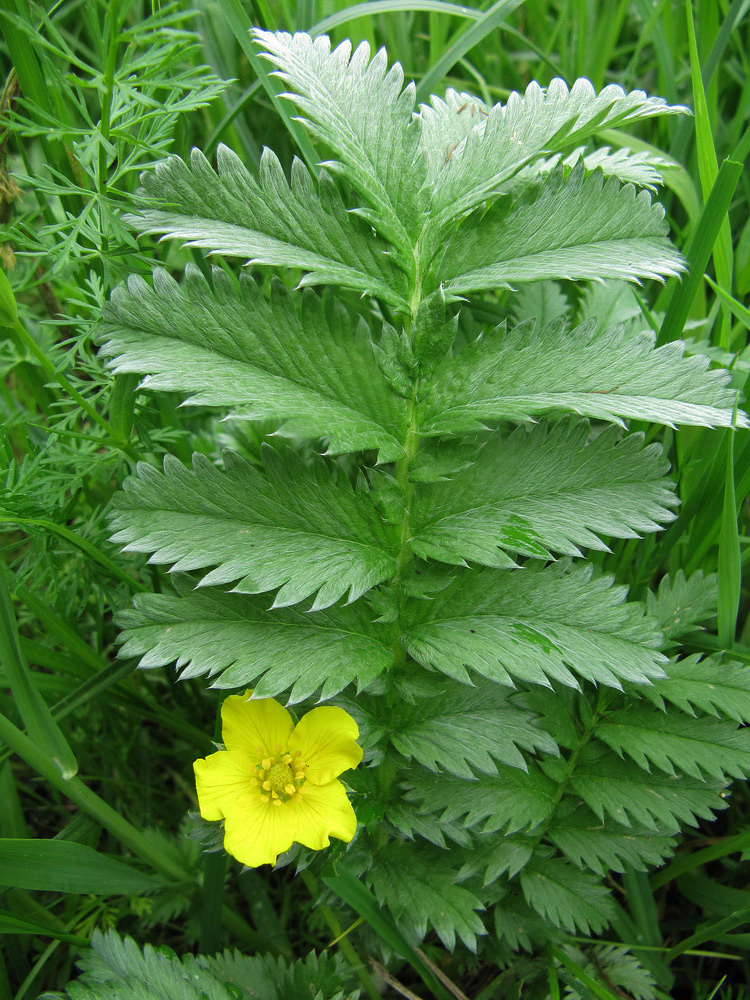 Image of Potentilla anserina specimen.