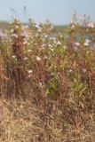 genus Symphyotrichum. Цветущие растения. Крым, западный берег Симферопольского водохранилища. 30.09.2023.